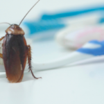 What Should I Do If I Have a Cockroach Problem in My Home?