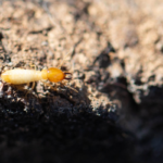 Termite Inspections in Chula Vista, CA