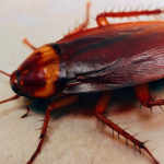 Cockroach Exterminator in San Diego County