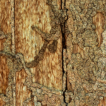 Termite Inspections in La Mesa, CA