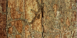 Termite Inspections in La Mesa, CA