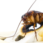 Protecting Your Chula Vista Home from Pest Infestations