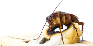 Protecting Your Chula Vista Home from Pest Infestations