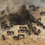 Ant Prevention Tips for Chula Vista Homeowners