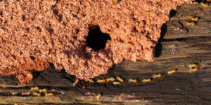 What is The Best Treatment for Eliminating Termites?