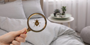 Who is The Best Company for Bed Bug Control in La Jolla, CA?