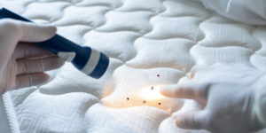 What Are The Most Common Signs of Bed Bugs?