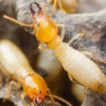 3 Termite Prevention Tips for Chula Vista Homeowners