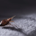 Bed Bug Control and Prevention in Chula Vista
