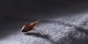 Bed Bug Control and Prevention in Chula Vista