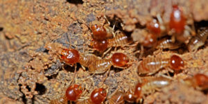 Identifying if You Have a Termite Problem - What You Need To Know