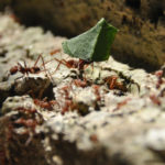 How to Get Rid of an Ant Infestation from Your Home