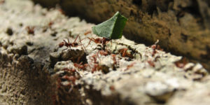 How to Get Rid of an Ant Infestation from Your Home