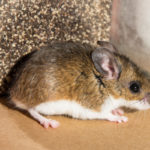 Rodent Treatment Solutions in San Diego County