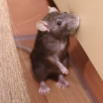 Can Rodents Carry and Spread Disease?