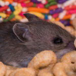 Can You Get Rid of a Rodent Problem on Your Own?