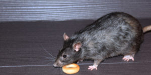 The Best Rat Exterminators in San Diego County