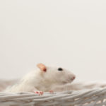 Can Mice and Rats Cause Extensive Damage to My Home?