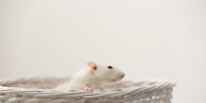 Can Mice and Rats Cause Extensive Damage to My Home?