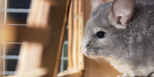 What Are Common Signs You Have a Rodent Problem?