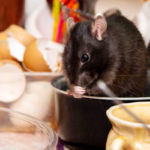 3 Rodent Prevention Tips for Del Mar Homeowners