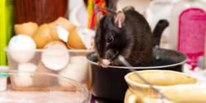 3 Rodent Prevention Tips for Del Mar Homeowners
