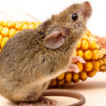 Do I Need a Pest Control Company to Get Rid of Rodents?