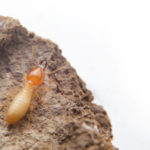 How Do I Determine if I Have Termites in My Home?