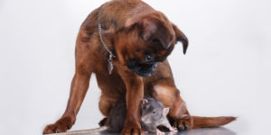 Who Should I Hire for Rat Elimination in Chula Vista, CA?