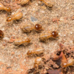 The Best Chula Vista Termite Exterminator