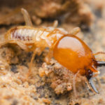 San Diego County Termite Extermination Company