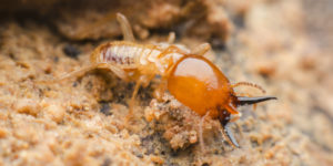 San Diego County Termite Extermination Company